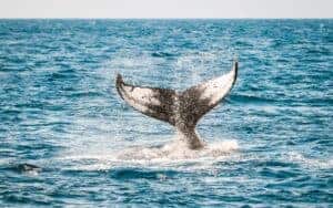 whale jumping