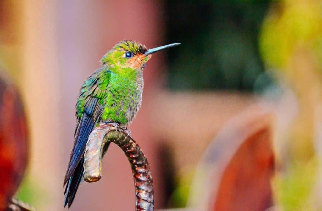 hummingbird costa rica