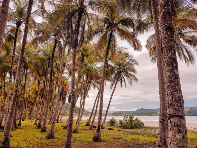 Samara, Costa Rica palm trees