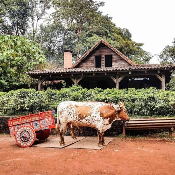oxcart in costa rica