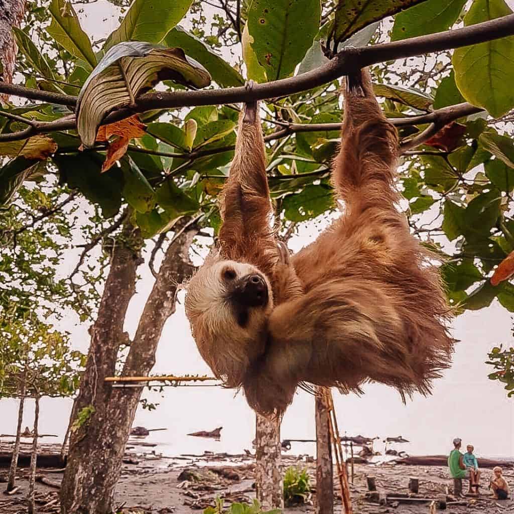 sloth in tree in Cahuita, Costa Rica