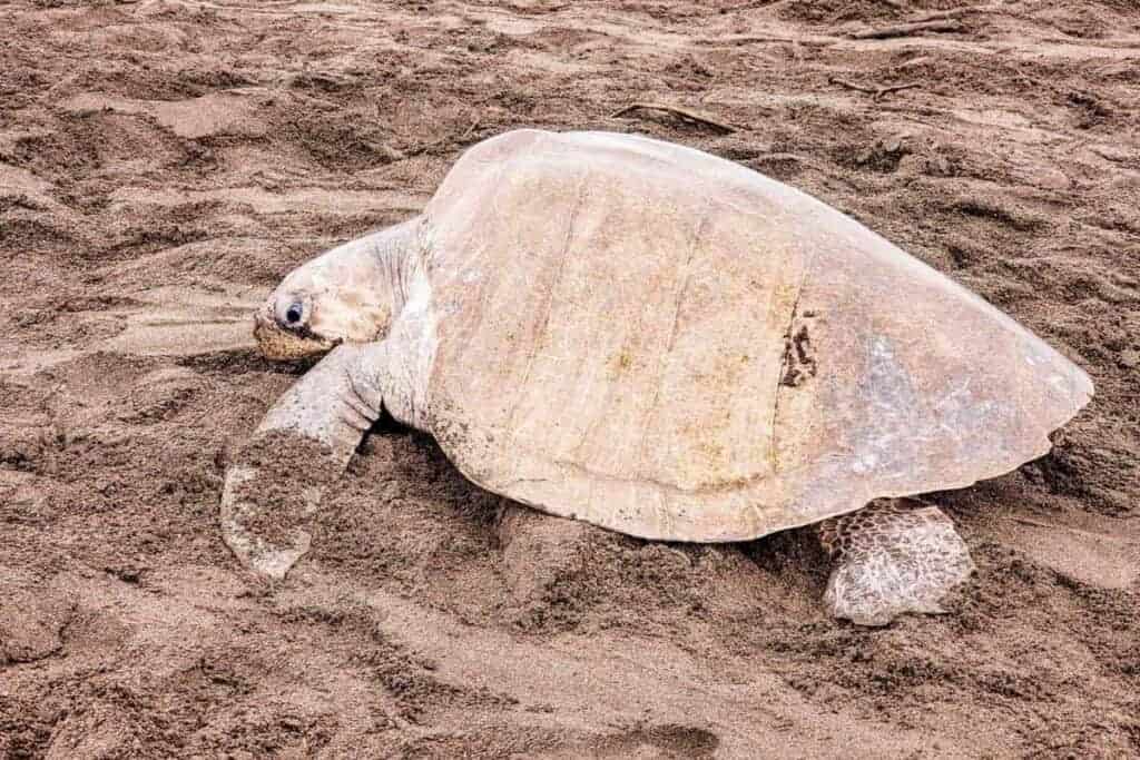 ostional turtle