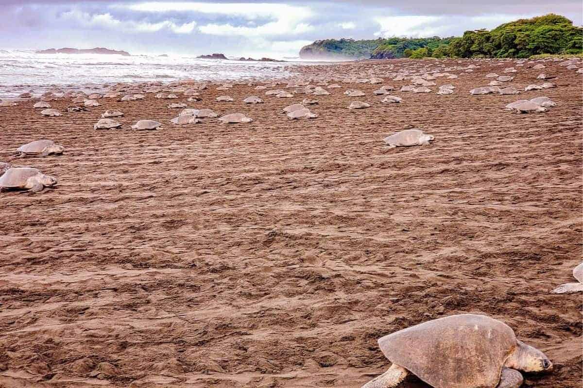 Ostional Costa Rica – See Thousand of Sea Turtles Lay Their Eggs