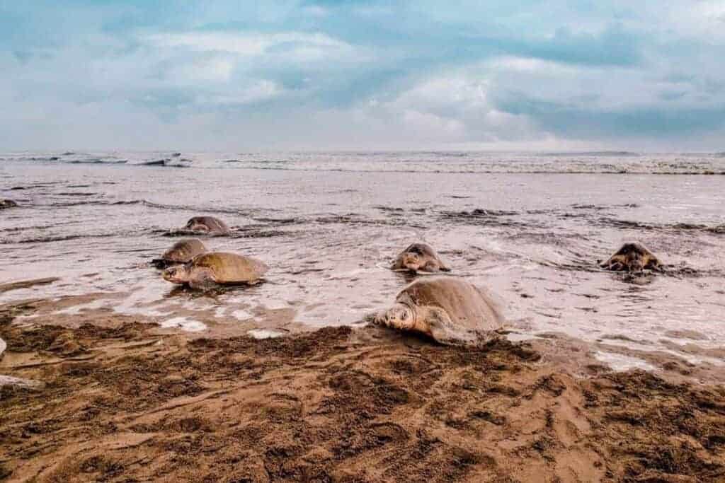 turtles costa rica