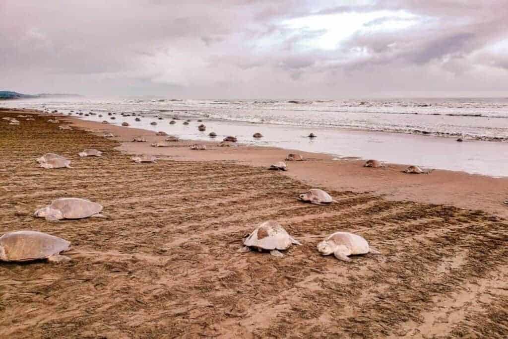 costa rica turtles