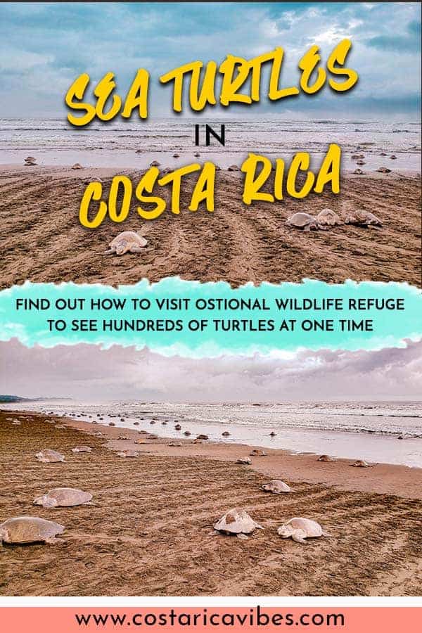 Ostional Costa Rica - See Thousand of Sea Turtles Lay Their Eggs