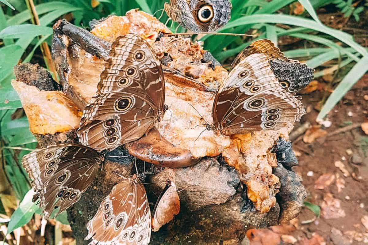 Butterflies in Costa Rica The Best Places to See Them Costa Rica Vibes