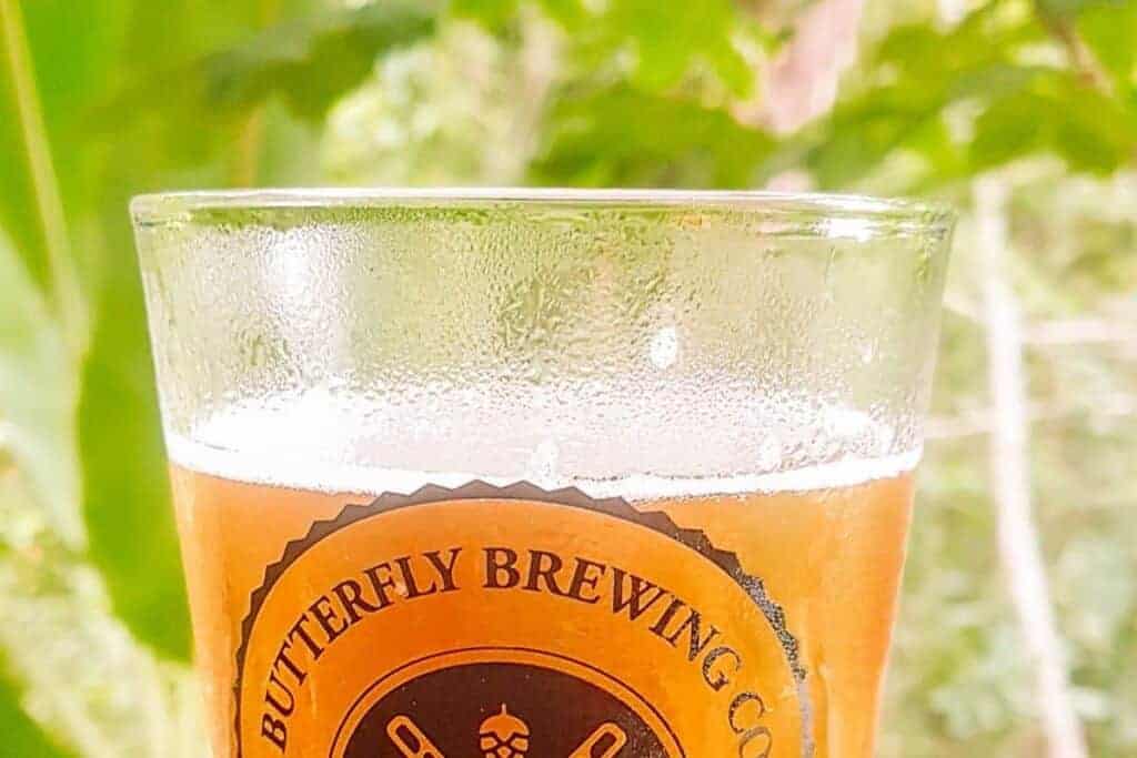 butterfly brewing