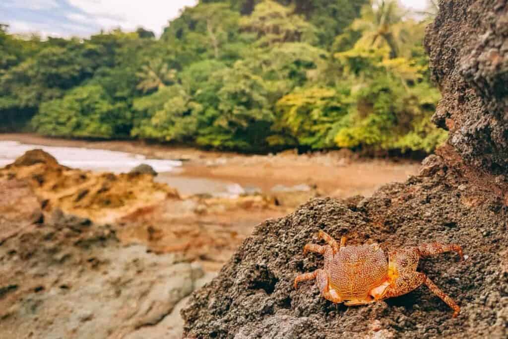 montezuma crab