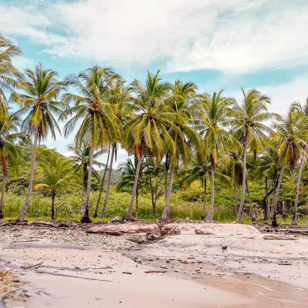 Mal Pais, Costa Rica 2022 Guide Costa Rica Vibes