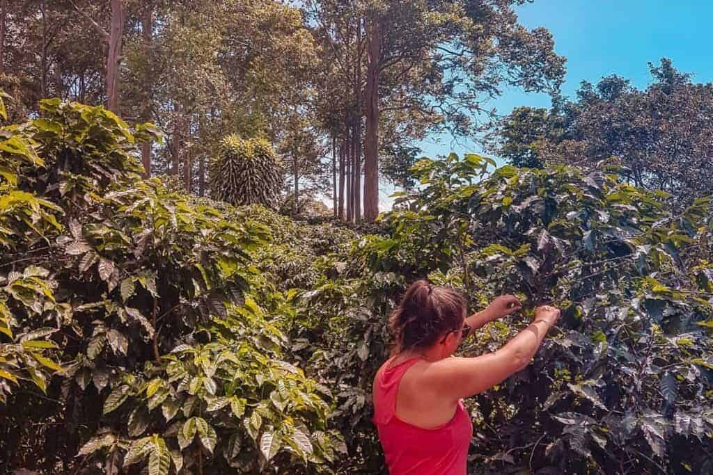 coffee picking alajuela