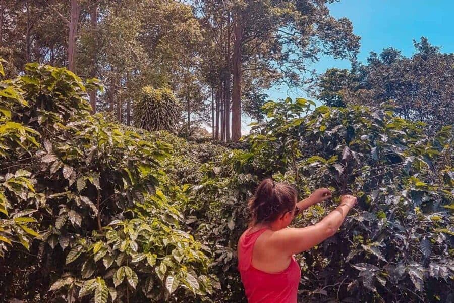woman coffee picking alajuela costa rica
