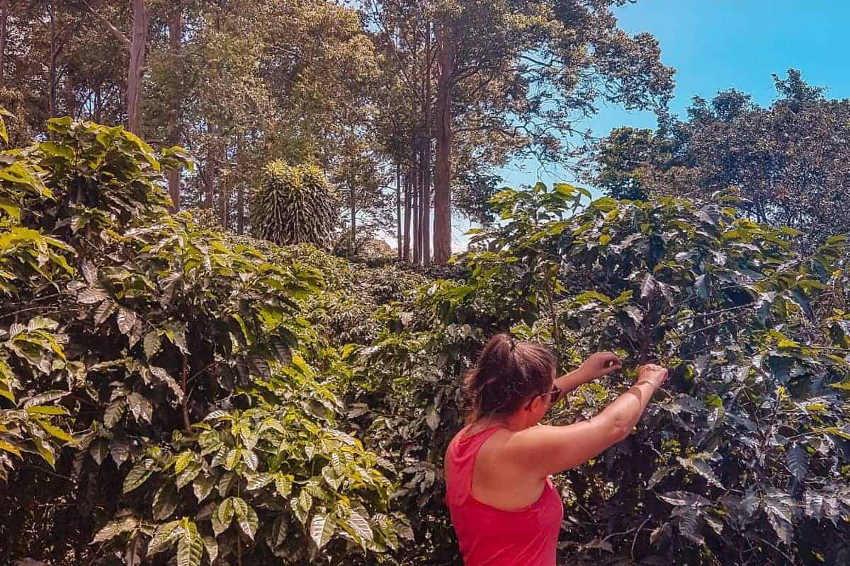 visit coffee plantation costa rica