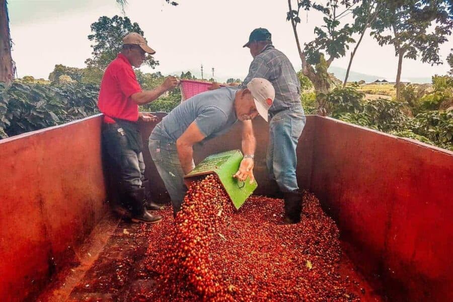 men harvesting coffee in alajuela costa rica