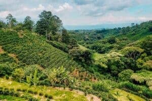 coffee fields