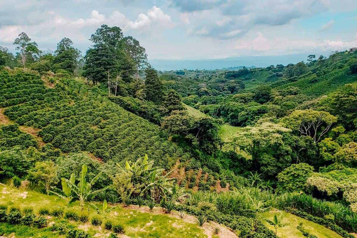 كيفية العناية بنباتات البن في كوستاريكا