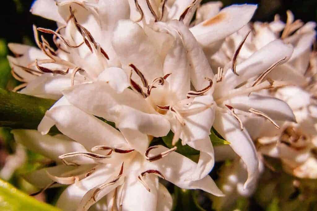 coffee flower