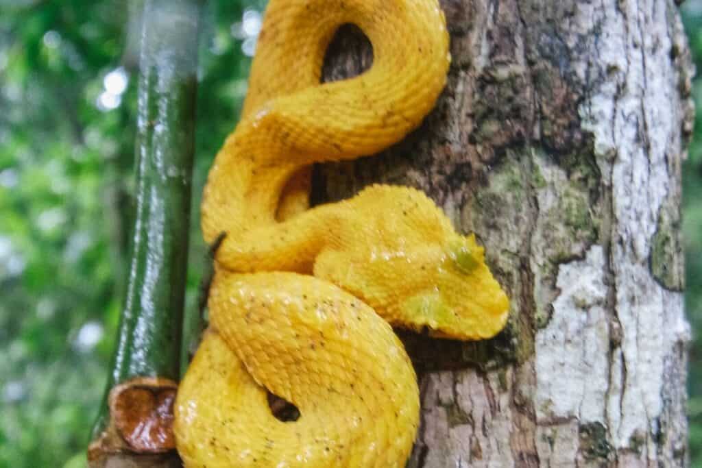 pitt viper in cahuita national park