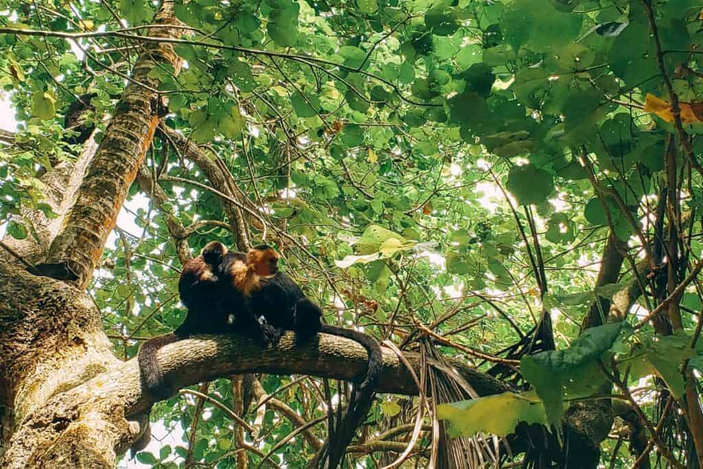 monkeys in cahuita national park