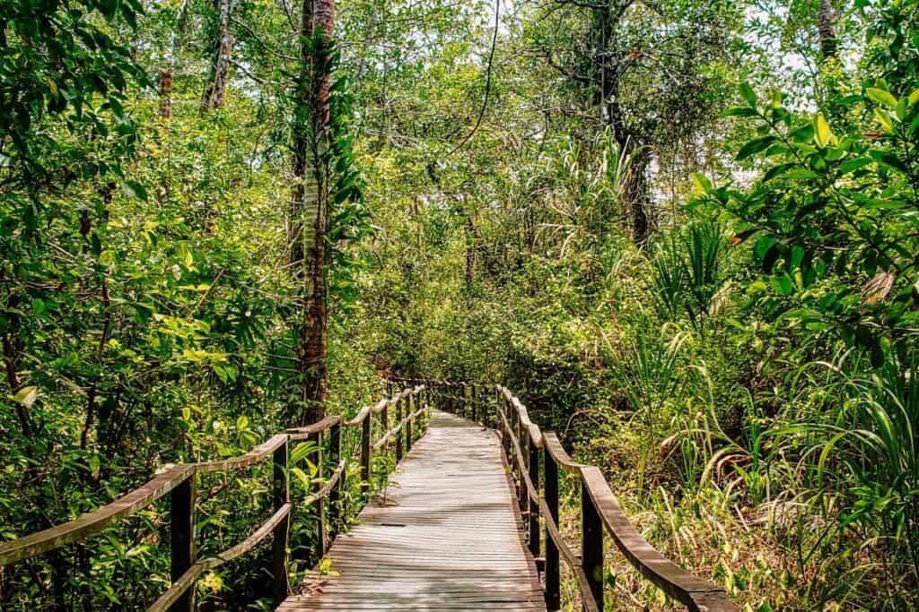 cahuita path