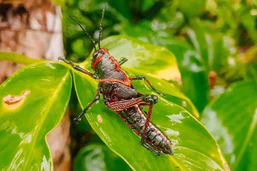 beetle cahuita