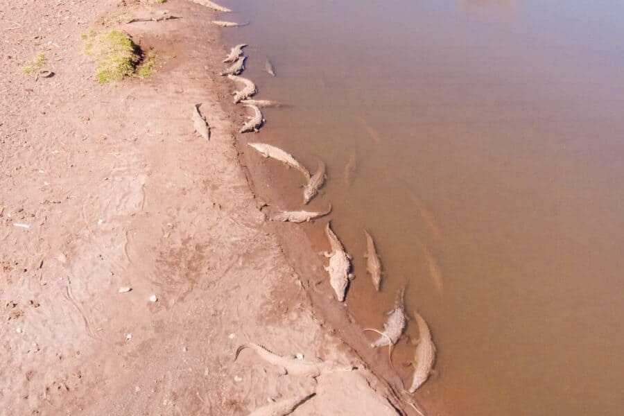 rio tarcoles crocodiles on shore