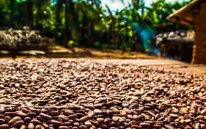 cacao costa rica