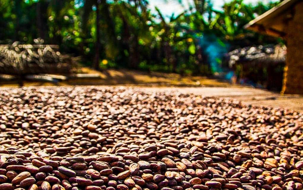 Costa Rica Chocolate Tours – A Fun Activity for All Ages