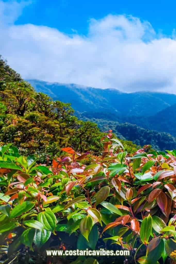 monteverde cloud forest biological preserve