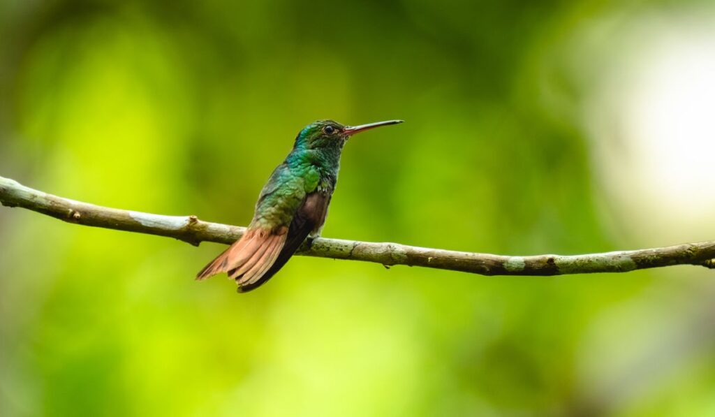 Hummingbirds in Costa Rica: 6 Species and How to Spot Them