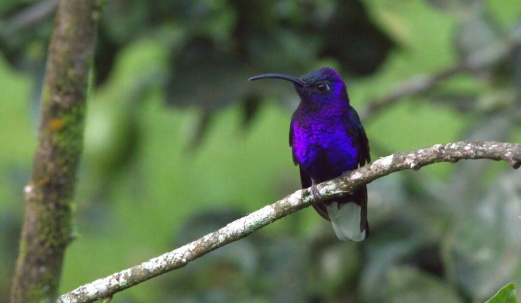 Hummingbirds in Costa Rica: 6 Species and How to Spot Them