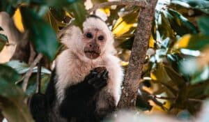Monkeys in Costa Rica: How to See Them Up Close