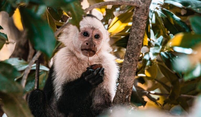 costa rica capuchin monkey