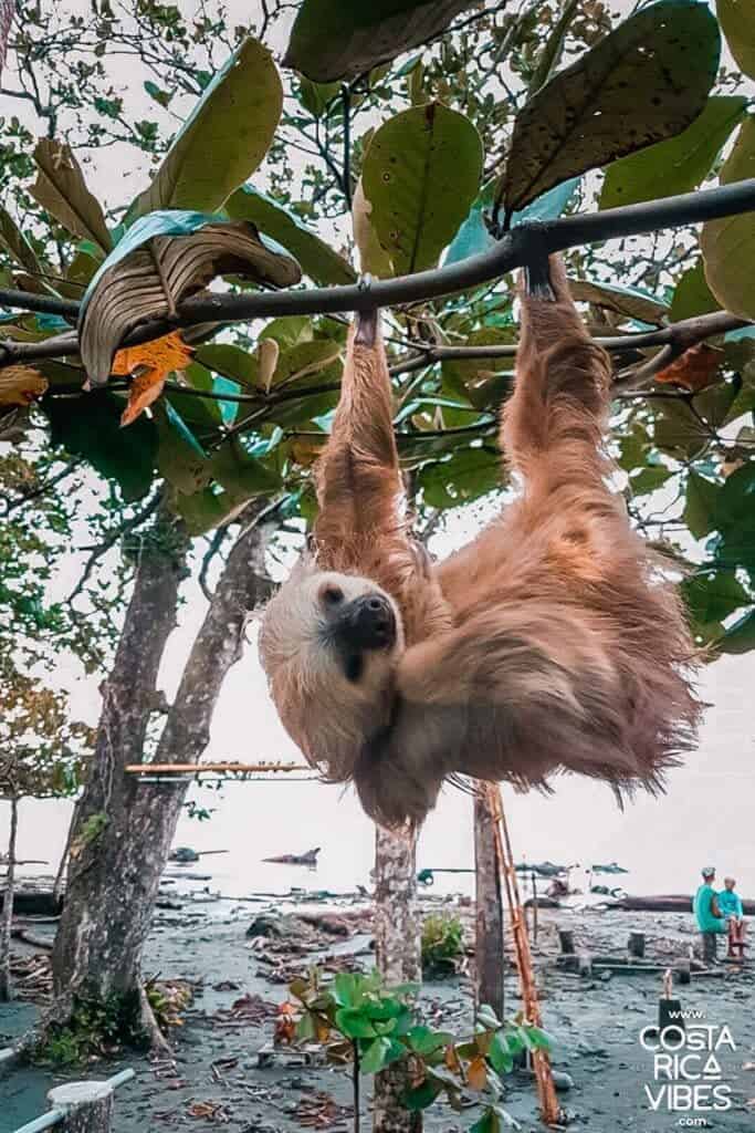 sloth cahuita costa rica