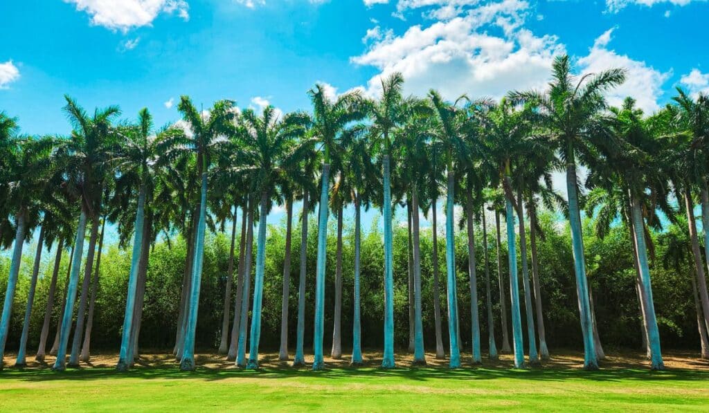 papagayo costa rica palm trees