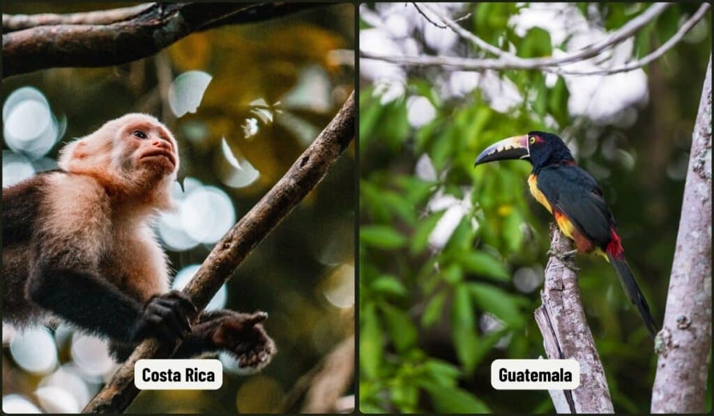 costa rica vs guatemala
