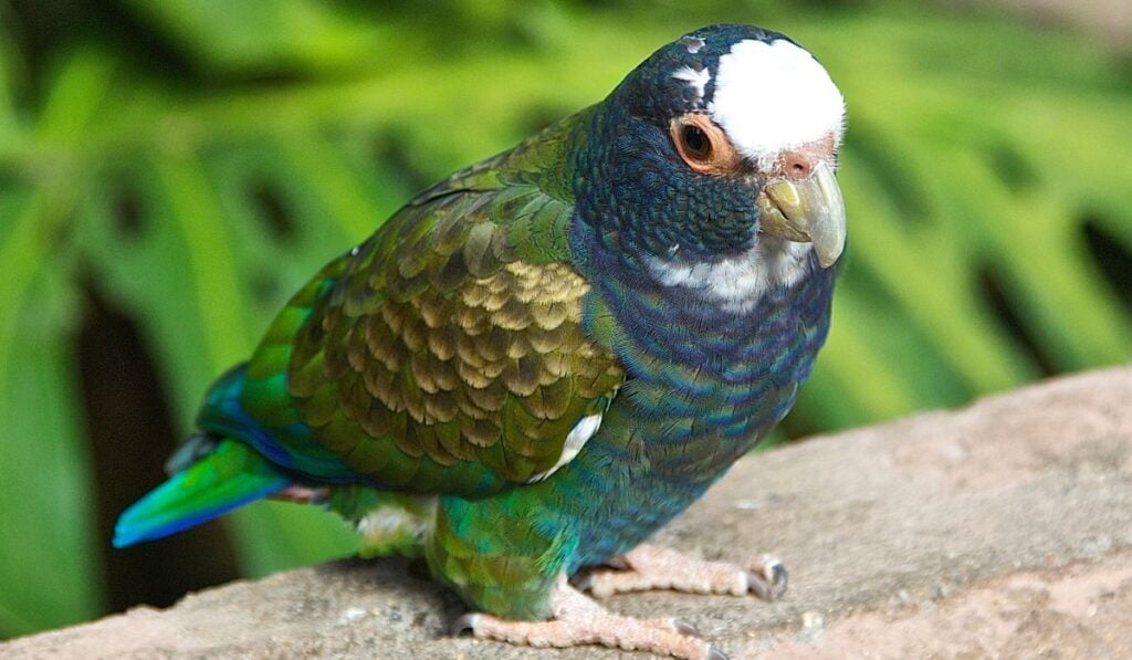Parrots in Costa Rica: Types, Calls & Where to Spot Them