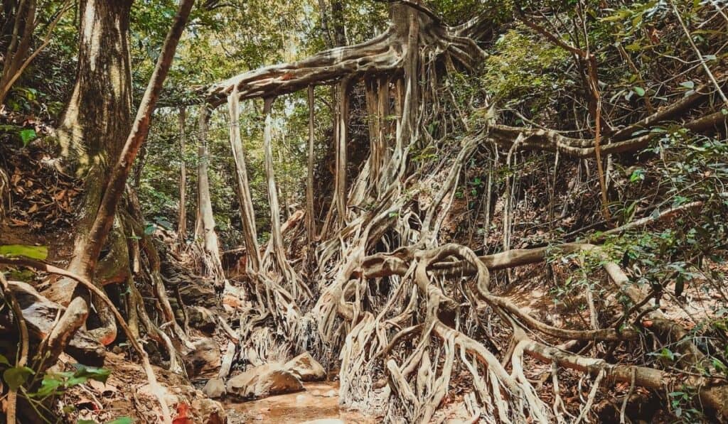 ficus bridge monteverde