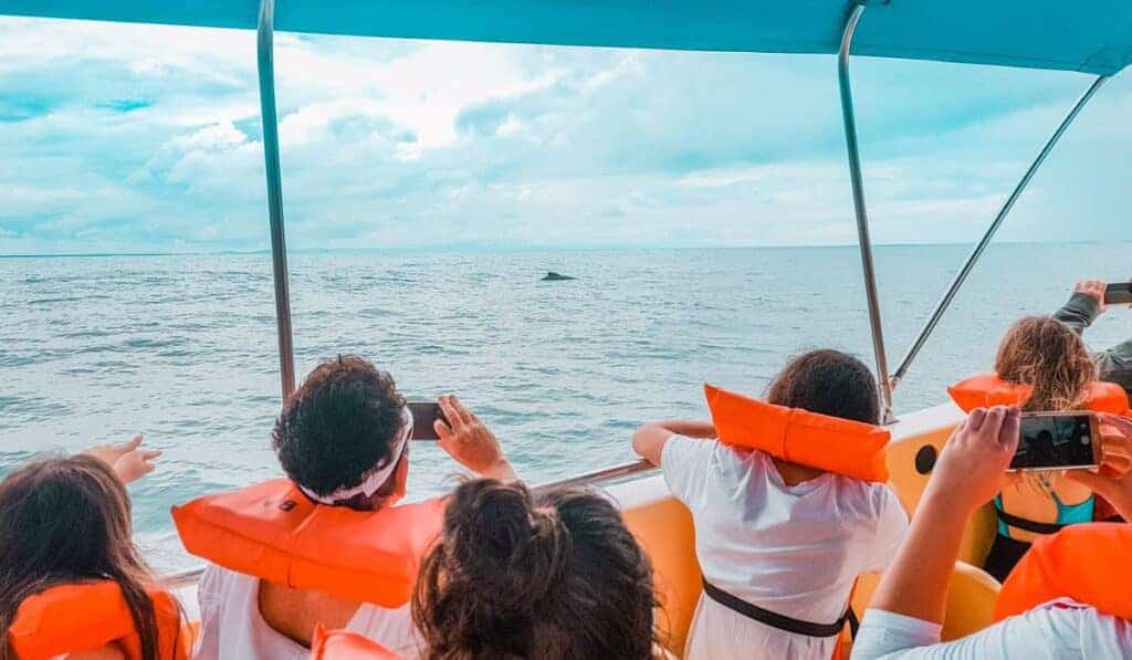 uvita whale watching on boat