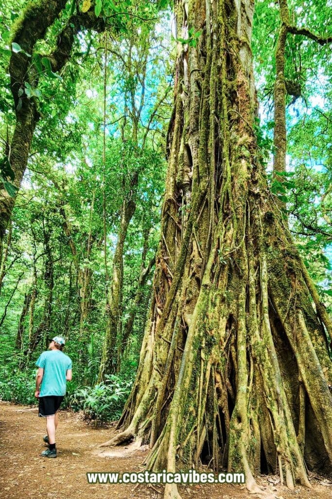 Monteverde Costa Rica: 2023 Travel Guide