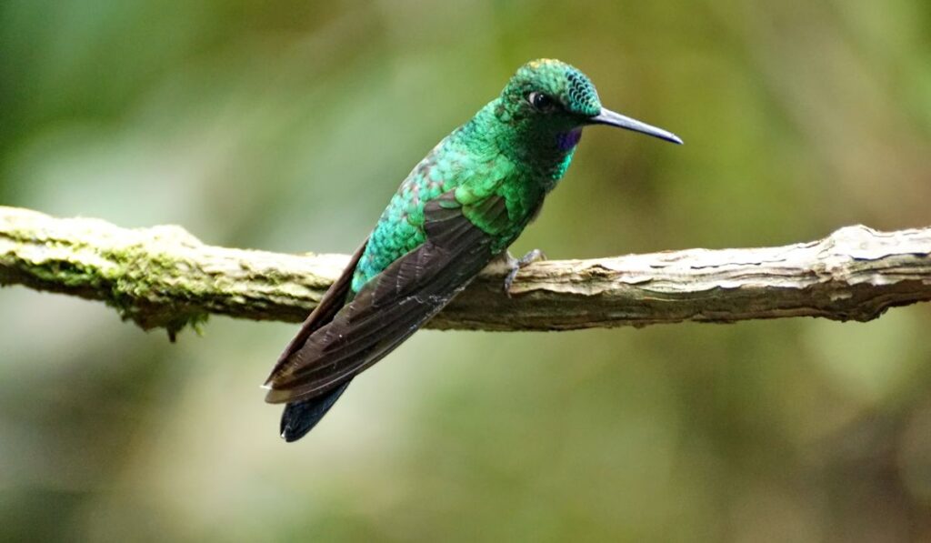 Hummingbirds in Costa Rica: 6 Species and How to Spot Them