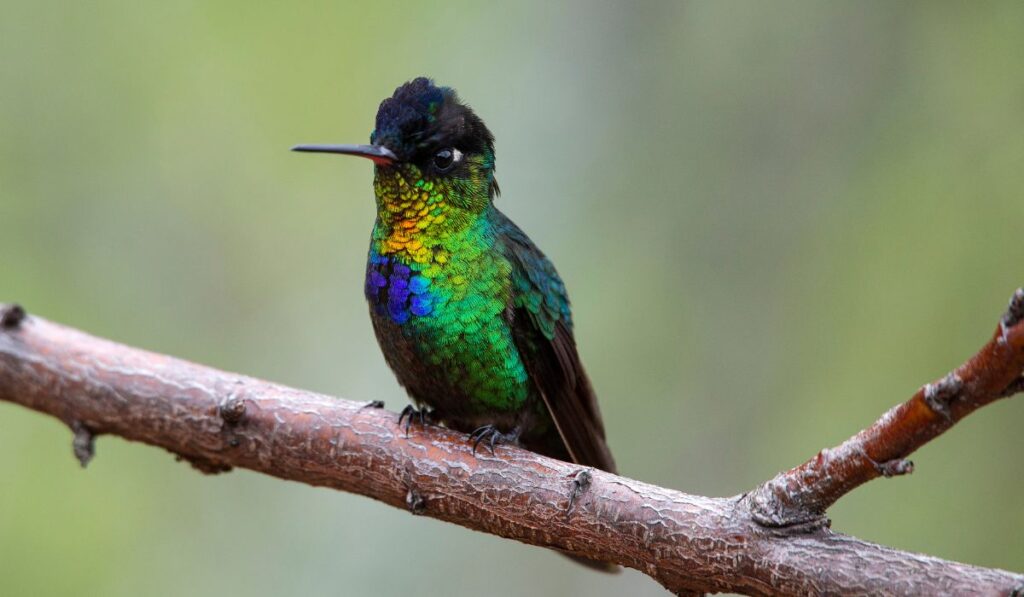 Hummingbirds in Costa Rica: 6 Species and How to Spot Them