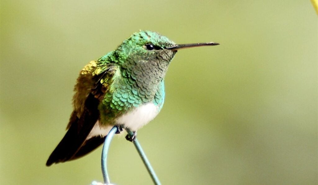 Hummingbirds in Costa Rica: 6 Species and How to Spot Them
