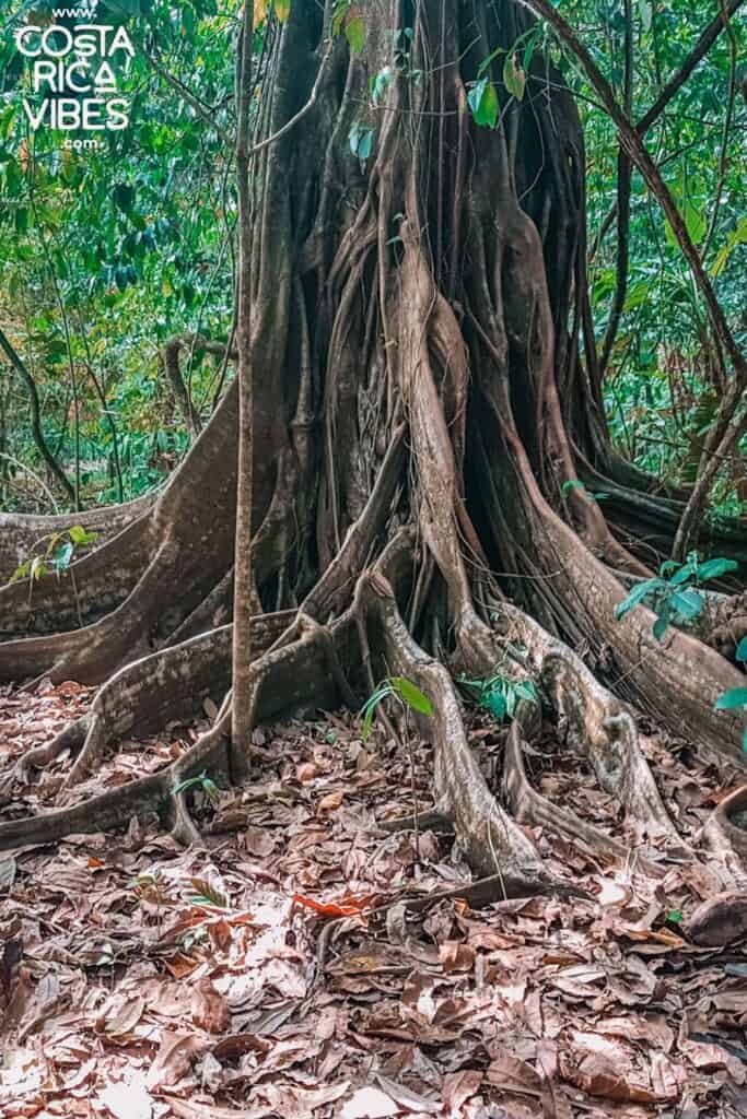 Drake Bay, Costa Rica: A Remote Beach and Nature Paradise