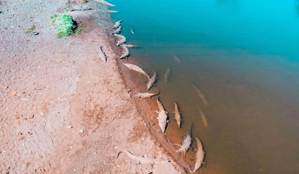 rio tarcoles