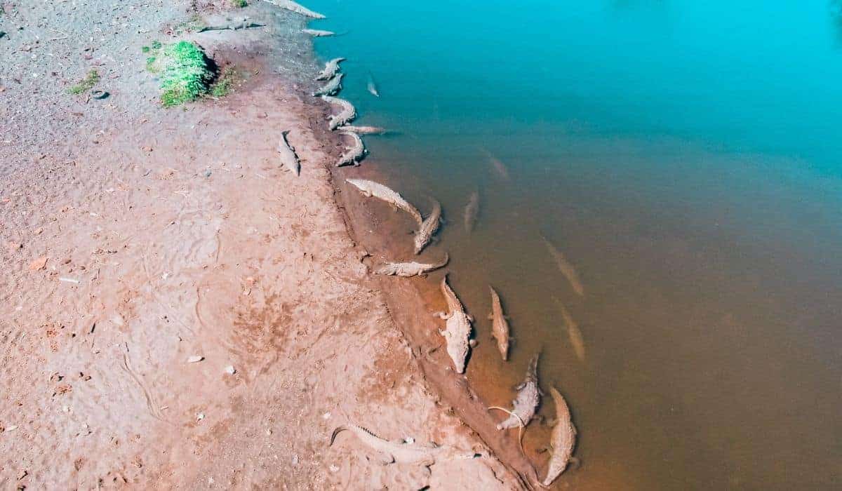 Rio Tarcoles: Visit Costa Rica’s Crocodile Bridge