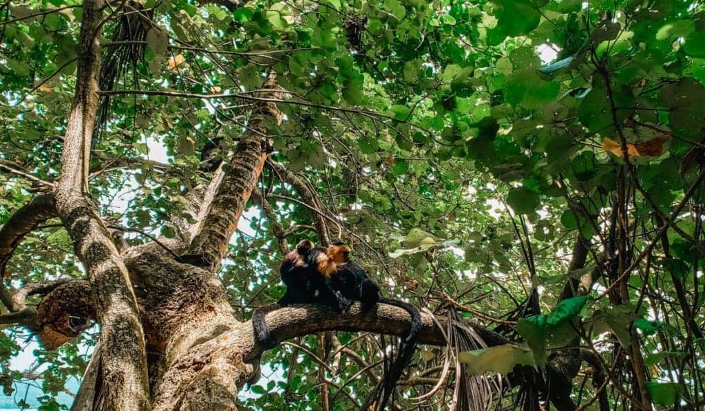 cahuita national park monkey