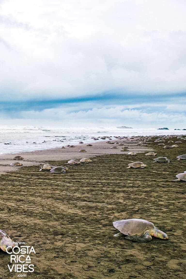 Costa Rica in August: Weather, Tips & What to Do (2026)