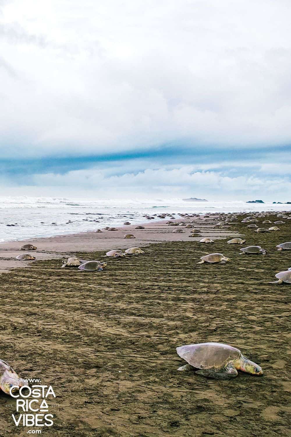 playa ostional