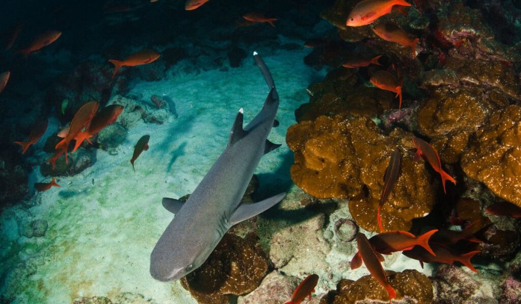 cocos island shark